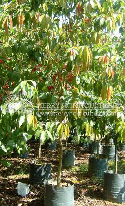 آلوی باتوکو